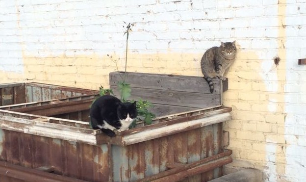 Nice bowl, give me two! - My, cat, Homeless animals, Longpost