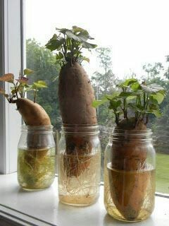 Predacha, or what can be germinated on the windowsill. - A selection, Dacha, Greenery, Windowsill, Pinterest, Longpost