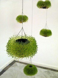 Who has tried this? - Pinterest, Dacha, Tomatoes, Upside down, Longpost