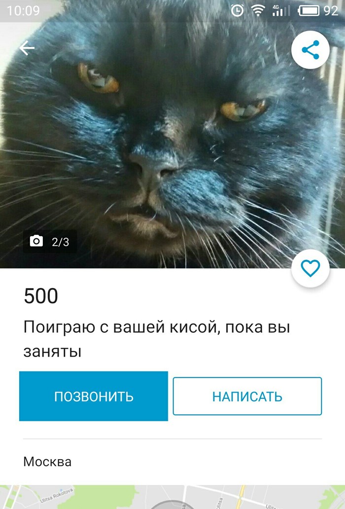 Кошка насрала в кровать