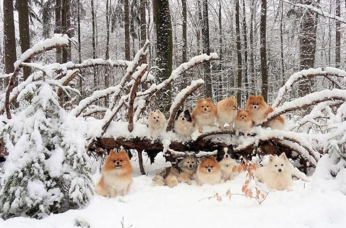 Dogs - The photo, Dog, Forest