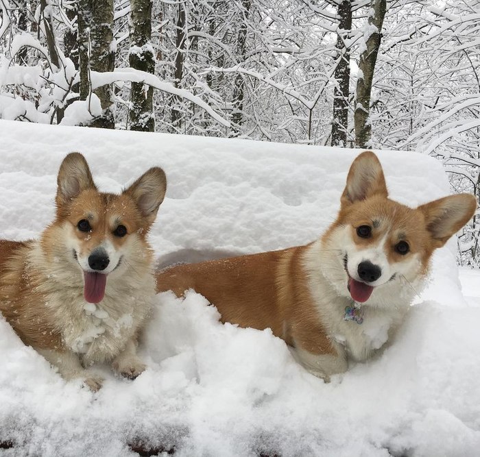 Just Corgi and Winter! :) - The photo, , Dog, Interesting, Winter, Milota, Mimimishno, Welsh corgi pembroke