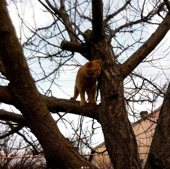 Like kittens from the street, they turned into house cats. - My, cat, Foundling, Redheads, Red muzzle, Kindness, Longpost