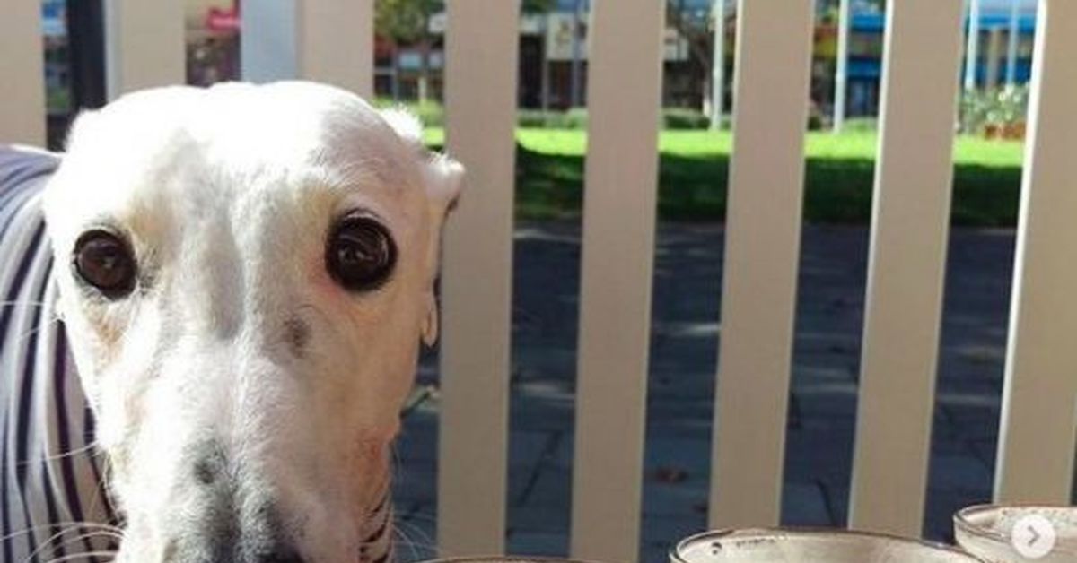 У меня тут собака есть. Заходите не бойтесь у нас собаки нет. Смешные собаки с надписями. Юмор с животными с надписями. У меня тут собака есть.