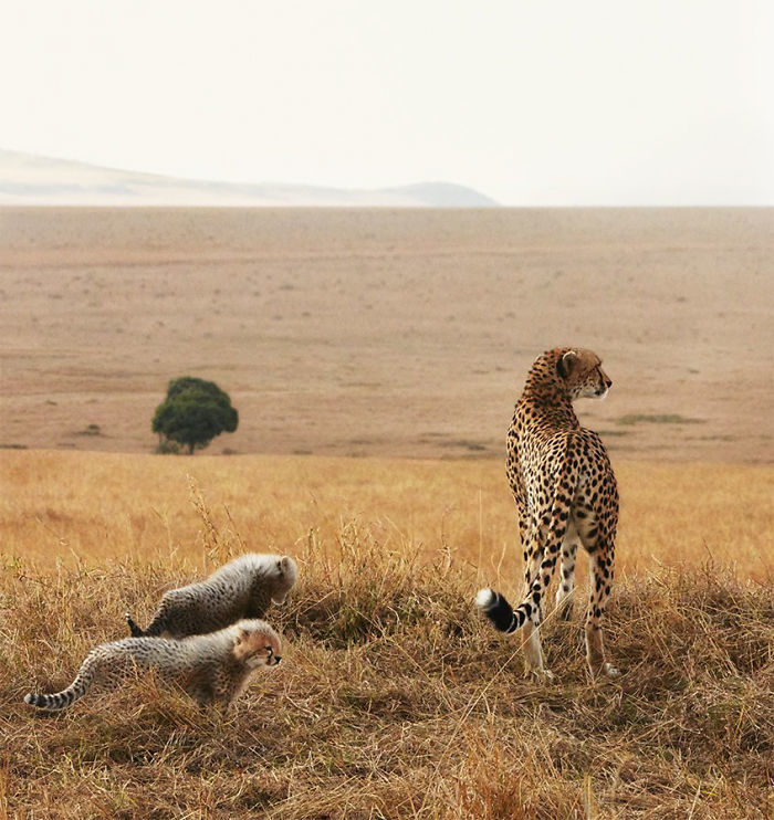 Cheetah with cubs. - The photo, Animals, Cheetah, wildlife, Photographer, Tim Flack