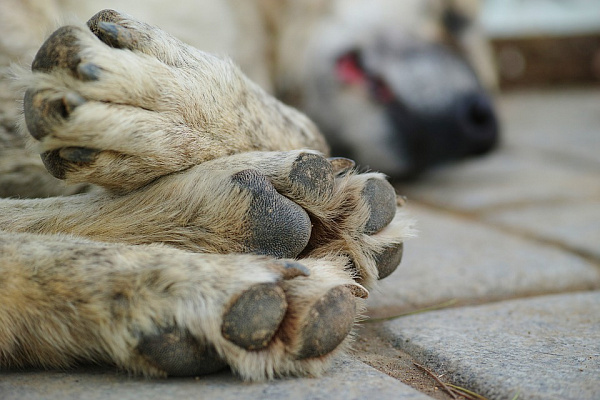 A resident of Buryatia kidnapped and ate dogs. - Dog, Abduction