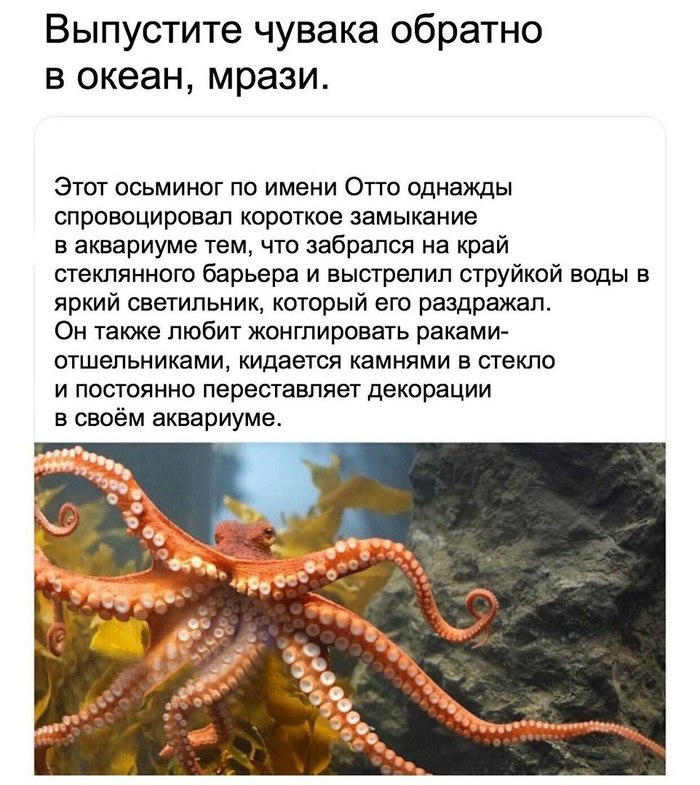 clever - Octopus, Cephalopods, Intelligence, Animals