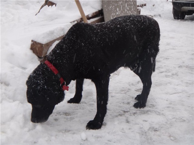 It all started with the fact that a stray dog ??settled in our dump - Dog, friendship, Devotion, Longpost, Family