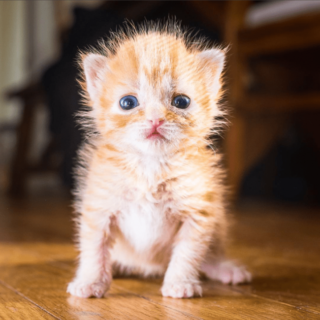 Beauty out of the box! The frightened baby was thrown into the pet store ... She was almost not breathing! - Panleukopenia, The rescue, Animals, cat, Longpost