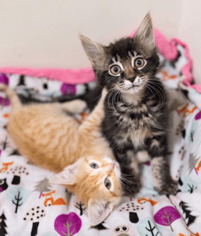 Beauty out of the box! The frightened baby was thrown into the pet store ... She was almost not breathing! - Panleukopenia, The rescue, Animals, cat, Longpost