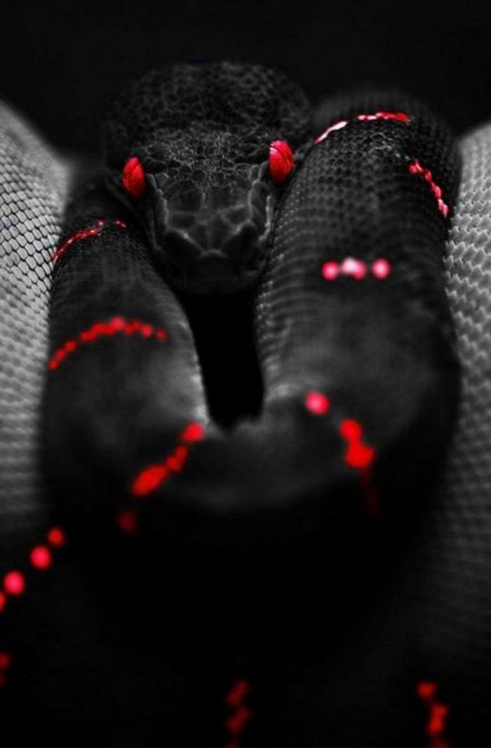 Black snake. - Black, Snake, The photo, Color, Drawing, Photoshop