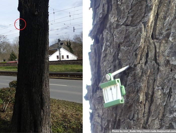 Notes on Germany #26: Ordnung - My, Tree, Town, Utility services, Germany, Longpost