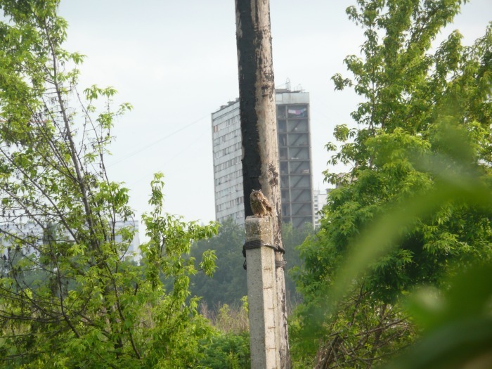 Сова в центре города - Сова, Хищные птицы, Птицы