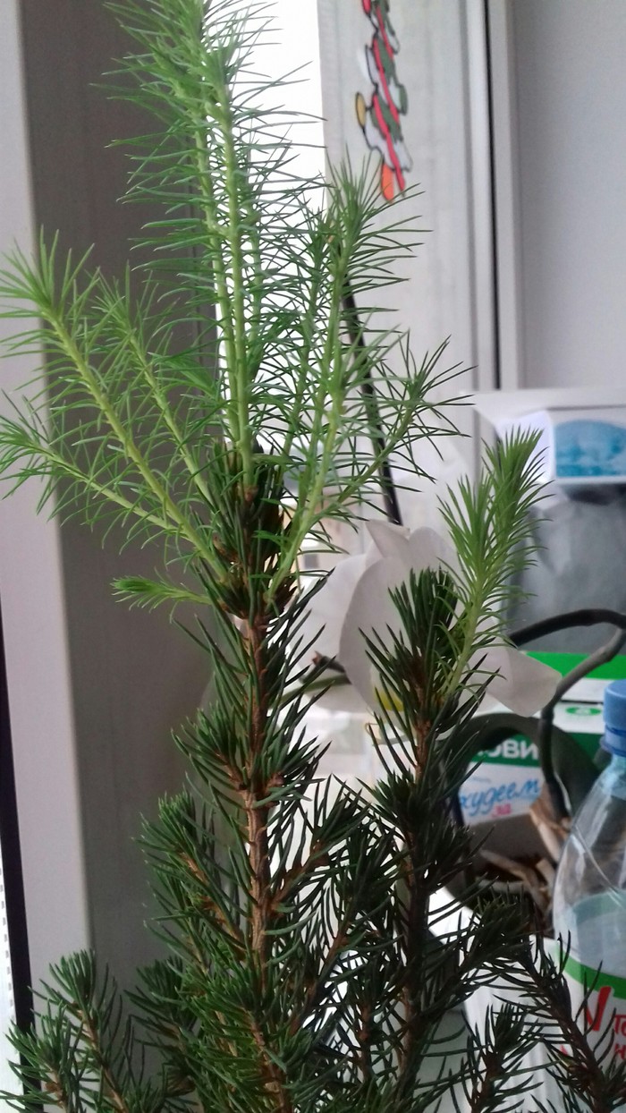 Christmas tree 2017 - My, My, Tree, Longpost