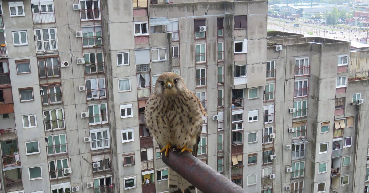 Сокол на окне. Большие птицы под окном. Сокол за окном. Сокол на окне примета.