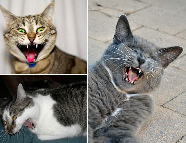 Collection of sneezing cats - cat, Sneeze, Longpost