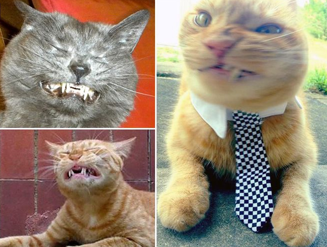 Collection of sneezing cats - cat, Sneeze, Longpost