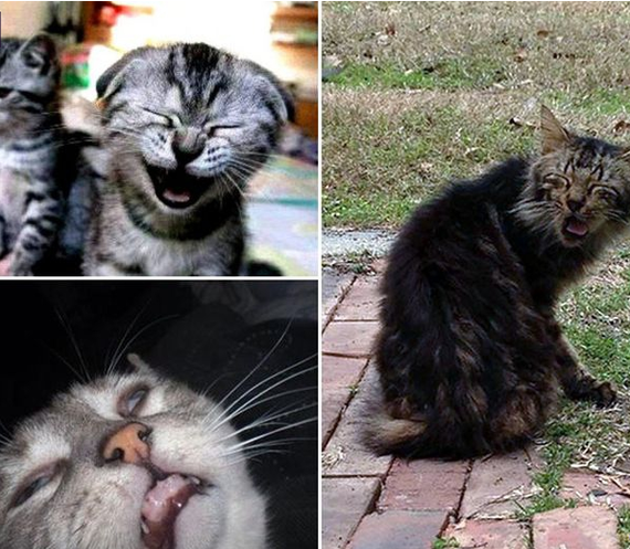 Collection of sneezing cats - cat, Sneeze, Longpost