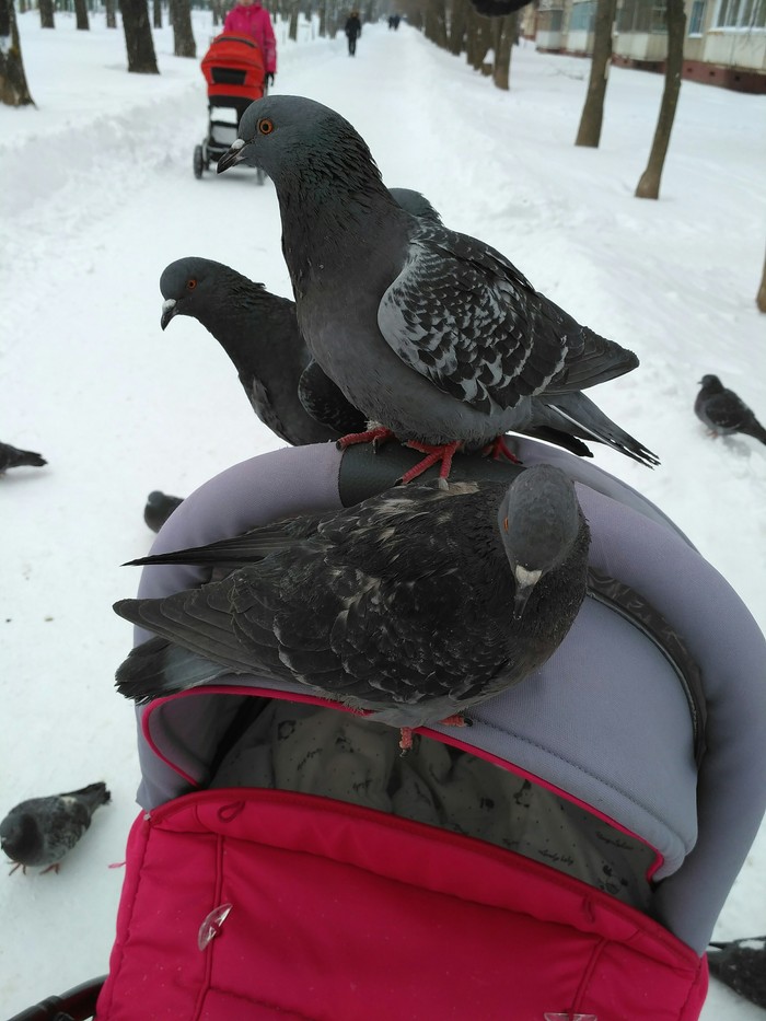 �������� �������