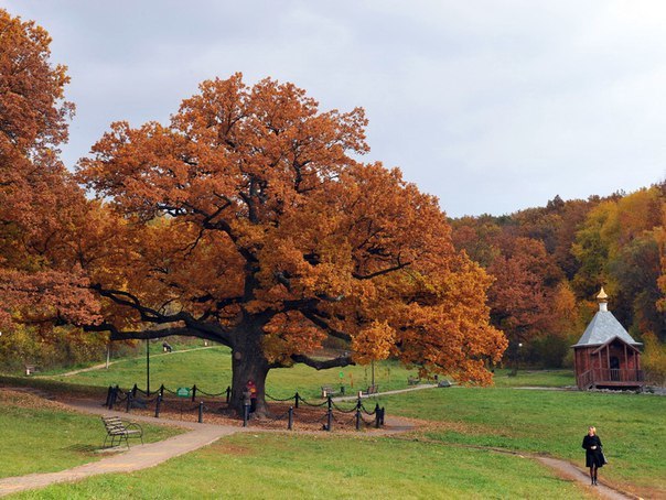 European tree of the year - Belgorod, Dubovoe, Oak, Tree, Vote