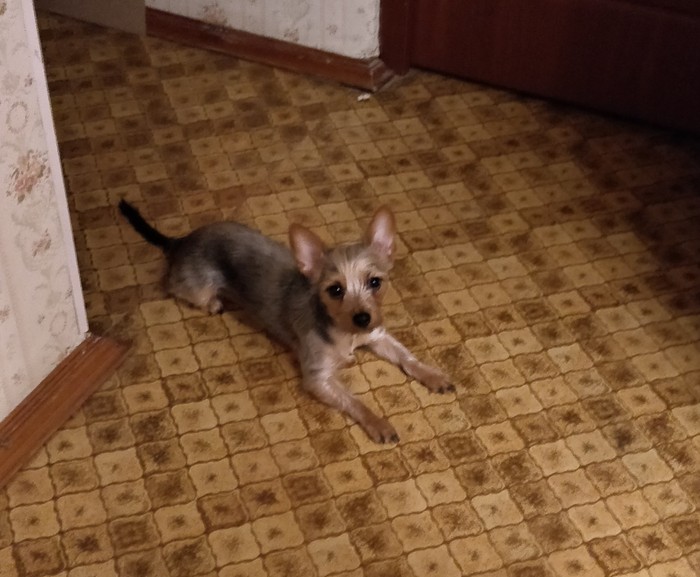 О том,что не все собаки любят с утра гулять Собака, Домашние животные, Прогулка, Утро