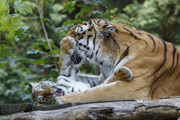 Well maaaam ... They are looking at us! - Tiger, Mum, Tenderness