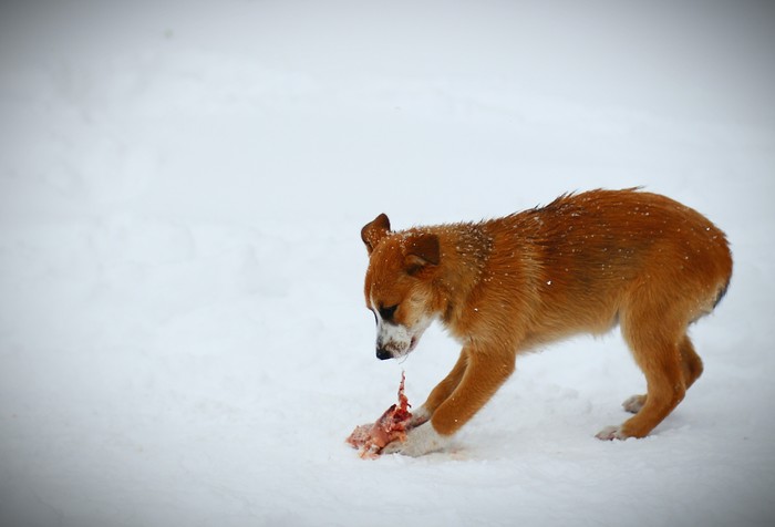 Once upon a time there was a dog - Dog, Donbass, Canon, Homeless animals, My, Winter