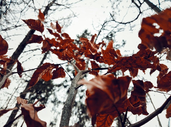 autumn in winter - Beginning photographer, Forest, Photographer