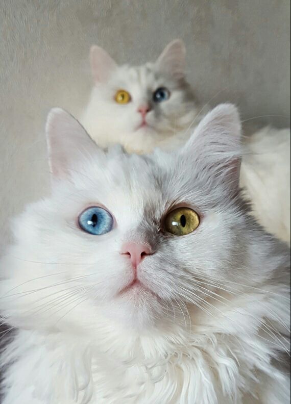 Duet - My, cat, Blonde, White, Heterochromia