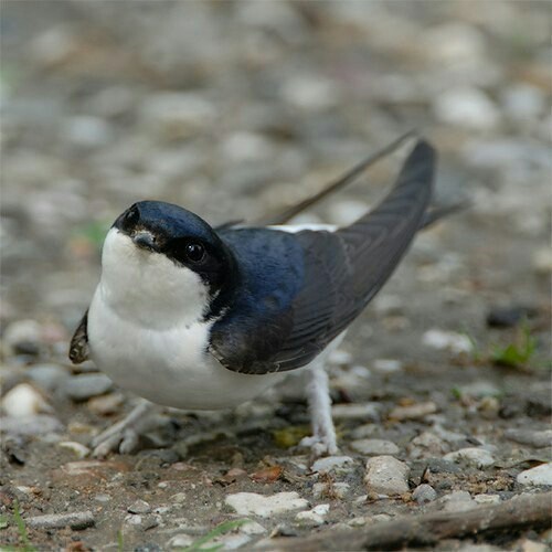 City swallows are the cutest birds because they have fluffy paws that make them look like griffins. - Martin, Griffin, Longpost