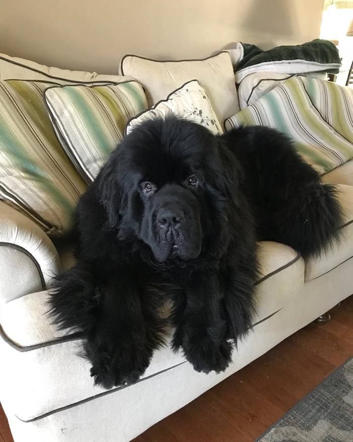 She said she had a couch dog... - Dog, Longpost, Newfoundland