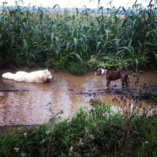 Dive to me, my friend, healing mud - Samoyed, Amstaff, Dog, friendship