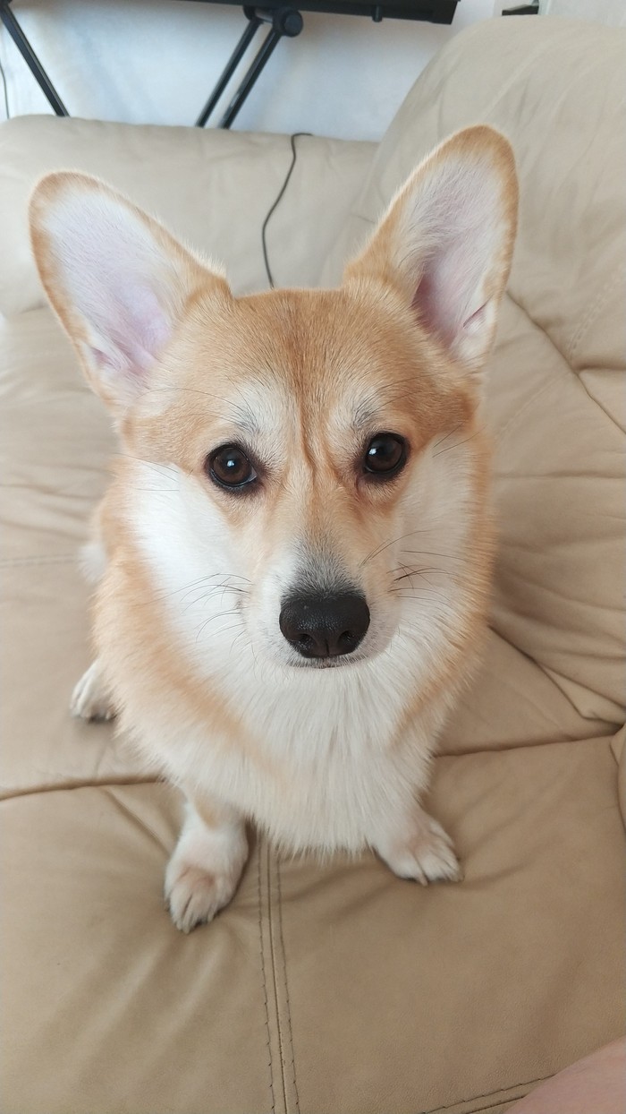 My love. - Corgi, My, Dog, Welsh corgi pembroke