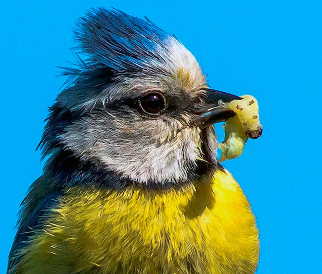 Blue tit. Greenfinch. What are they? - Birds, Biology, Ornithology, Greenfinch, Lazorevka, Longpost