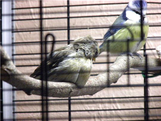 Blue tit. Greenfinch. What are they? - Birds, Biology, Ornithology, Greenfinch, Lazorevka, Longpost