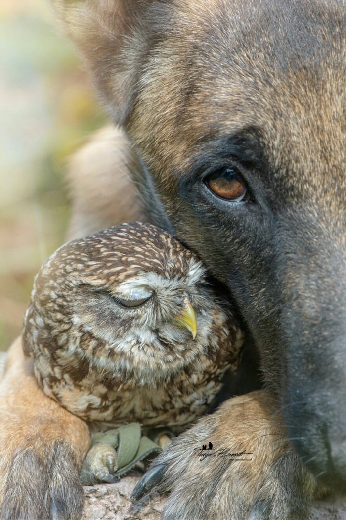 Feathered and shaggy - Dog, Owl, Hugs, Milota