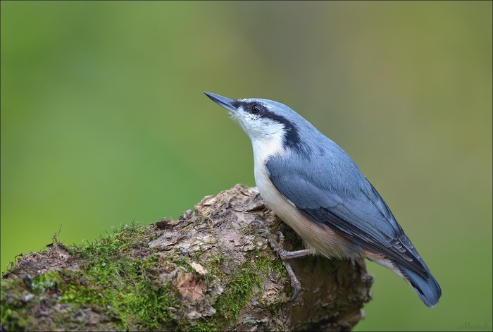Nuthatch. What are they? - Birds, Biology, Ornithology, Nuthatch, , Video, Longpost