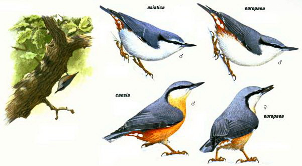 Nuthatch. What are they? - Birds, Biology, Ornithology, Nuthatch, , Video, Longpost