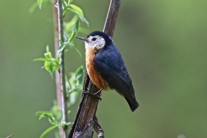 Nuthatch. What are they? - Birds, Biology, Ornithology, Nuthatch, , Video, Longpost