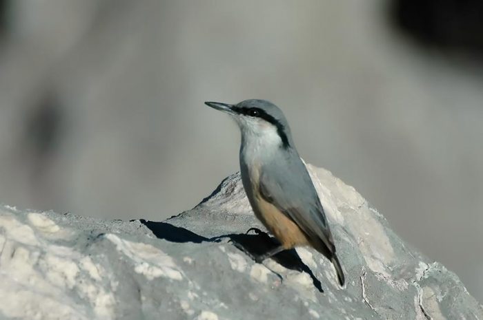 Nuthatch. What are they? - Birds, Biology, Ornithology, Nuthatch, , Video, Longpost