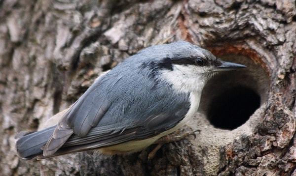 Nuthatch. What are they? - Birds, Biology, Ornithology, Nuthatch, , Video, Longpost