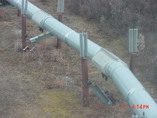 Alaskan Pipeline Condom