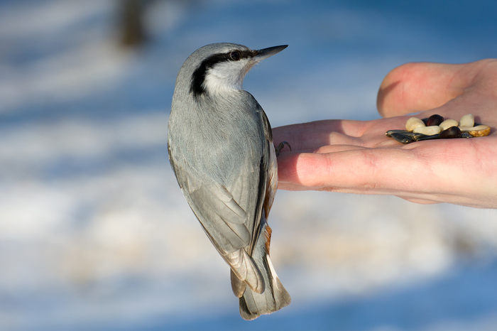 In the parks of St. Petersburg - My, Birds, Animals, Squirrel, Saint Petersburg, The photo, Longpost