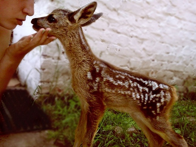 “He has huge horns and eyes full of aggression!” The plush fawn grew up on the bed, and now it scares everyone! - Kindness, Story, Deer, The rescue, Longpost, Deer