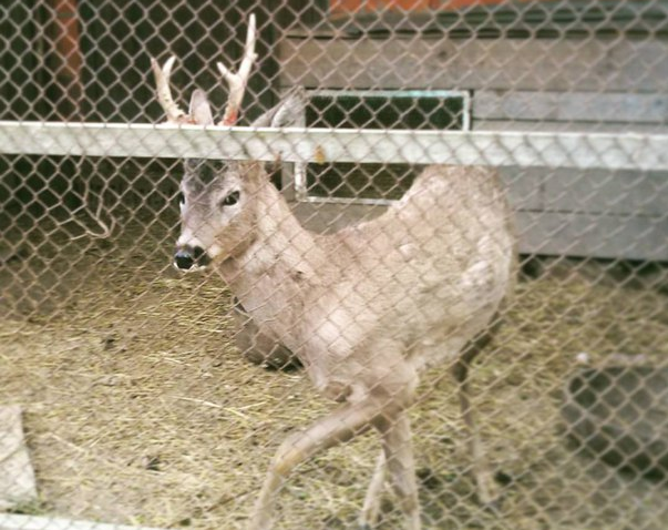 “He has huge horns and eyes full of aggression!” The plush fawn grew up on the bed, and now it scares everyone! - Kindness, Story, Deer, The rescue, Longpost, Deer