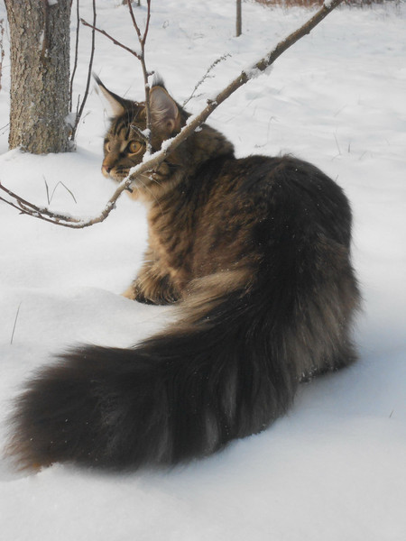 When you can't hide your joy from victory))) - My, cat, Maine Coon, Pet, Longpost, Pets