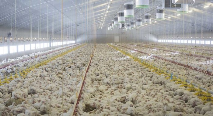 Фермеров обвинили в использовании антибиотика «последнего резерва» длиннопост, фермерство, птицеводство, антибиотики, резистентность