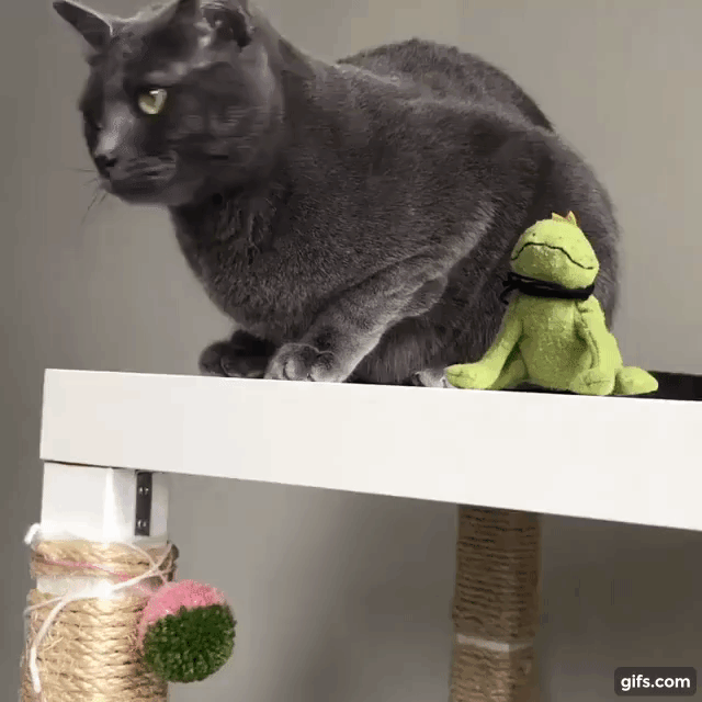Is it at the level of instincts? - GIF, cat, Soft toy, Reddit