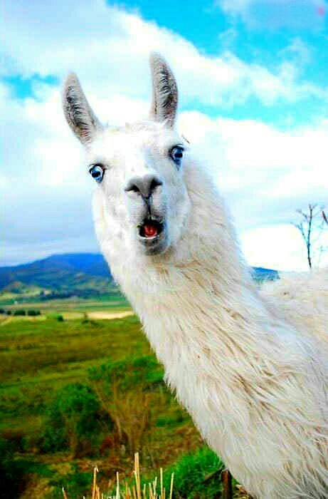 Listen, are you filming me?! - Llama, Astonishment, Takes off