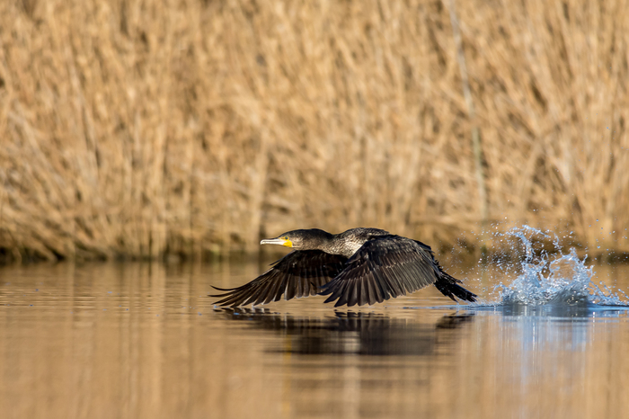 low flight - Russia, Nature, Birds, Cormorants